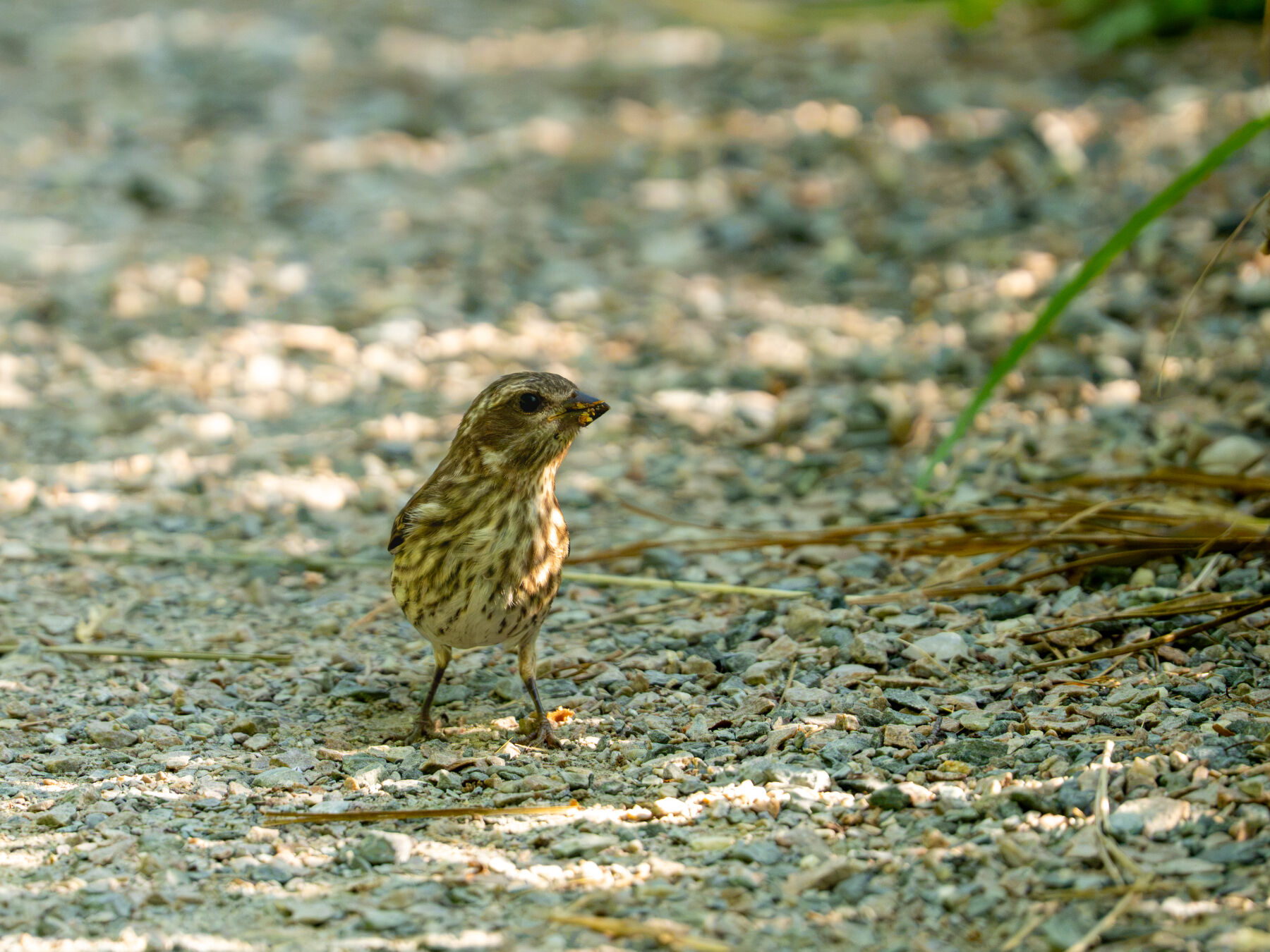 Purple Finch (Bar Harbor, ME)