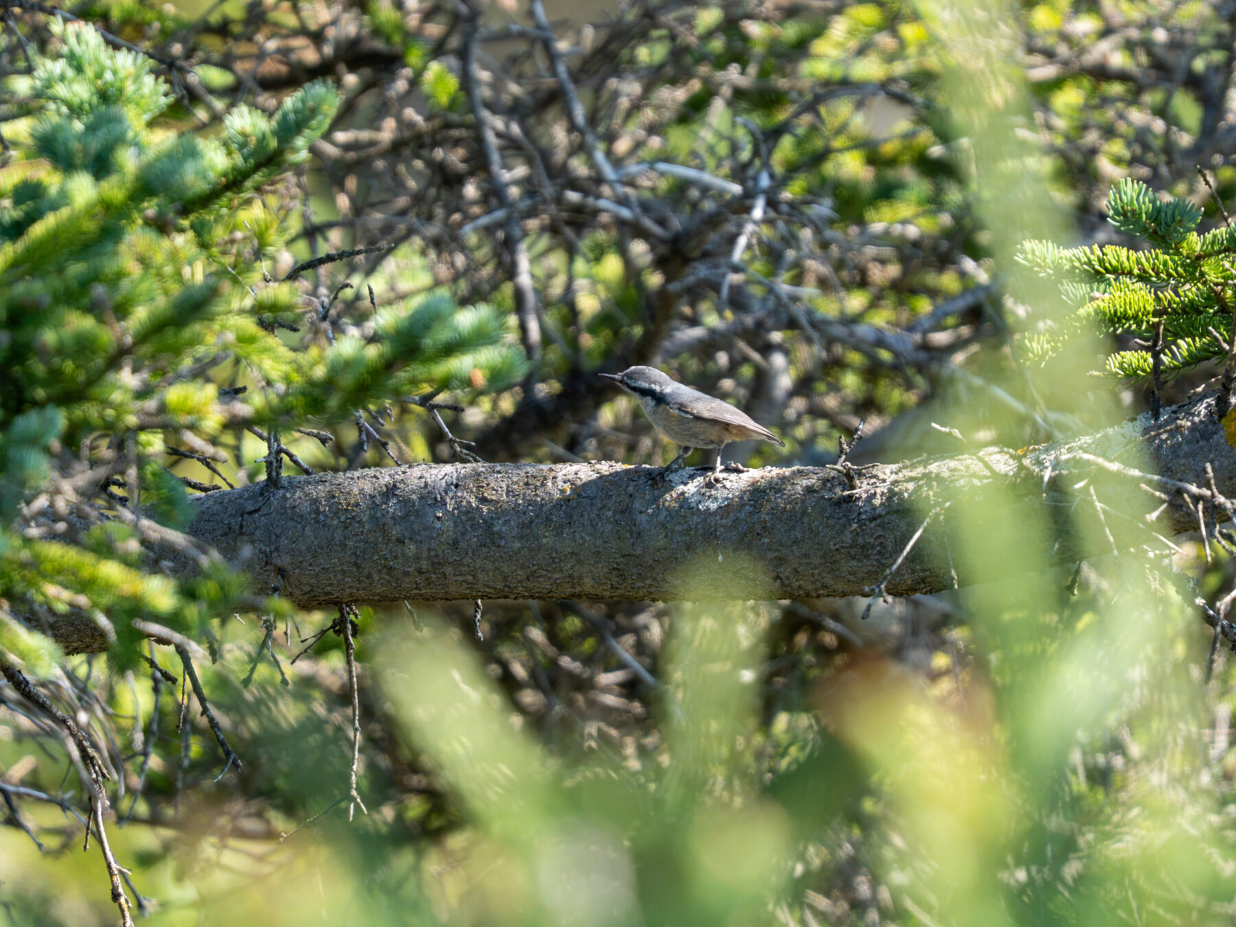 Red-breasted Nuthatch (Bar Harbor, ME)