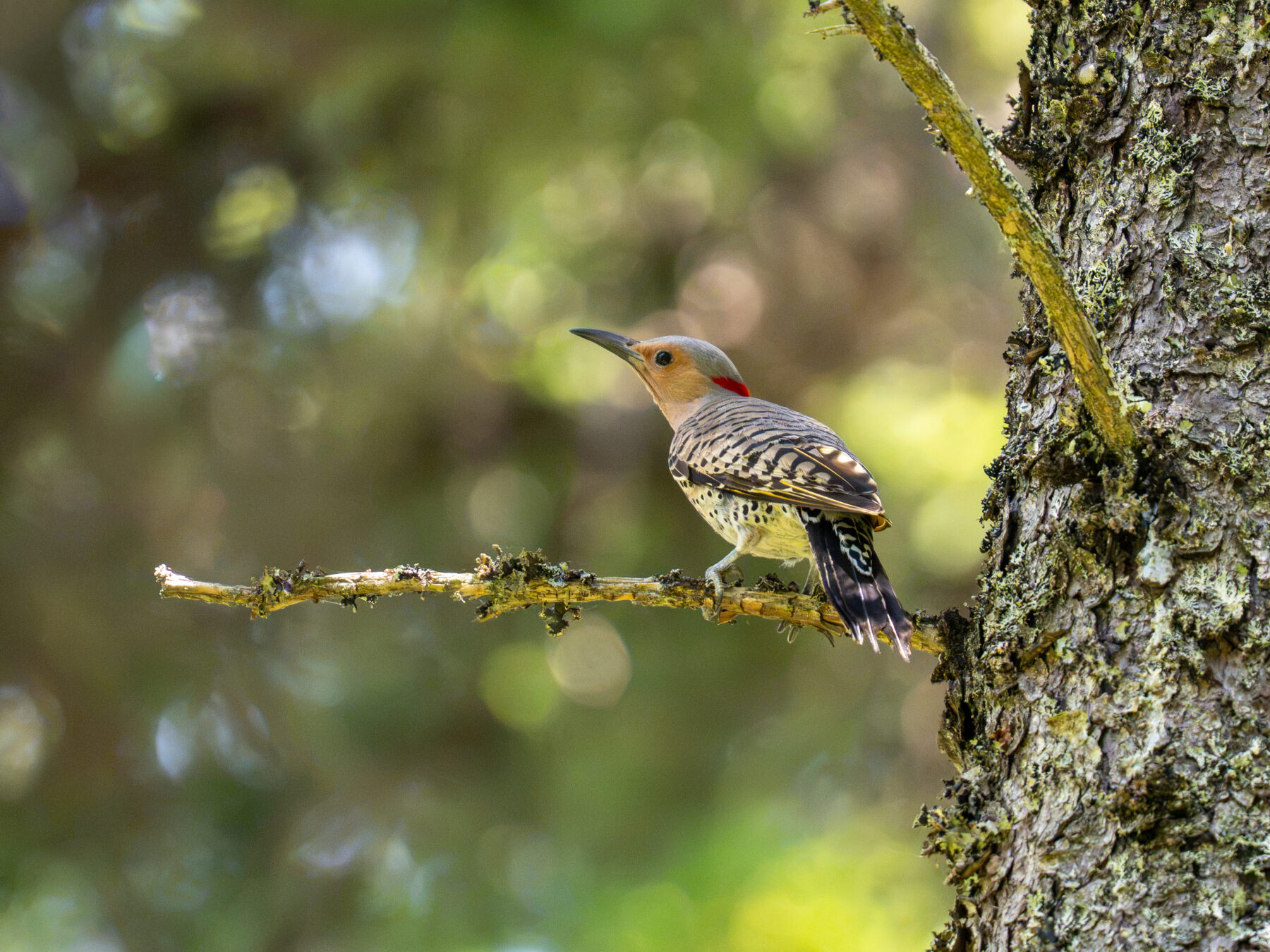 Northern Flicker (Bar Harbor, ME)