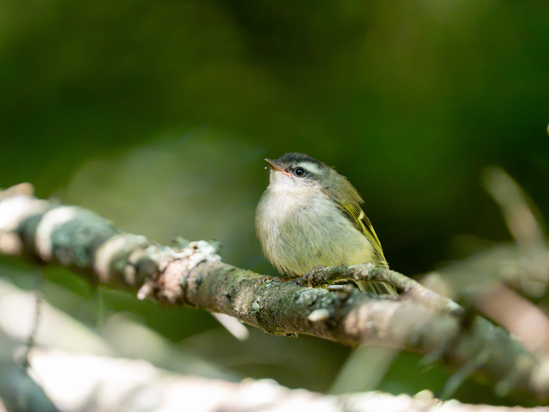 Golden-crowned Kinglet (Bar Harbor, ME)