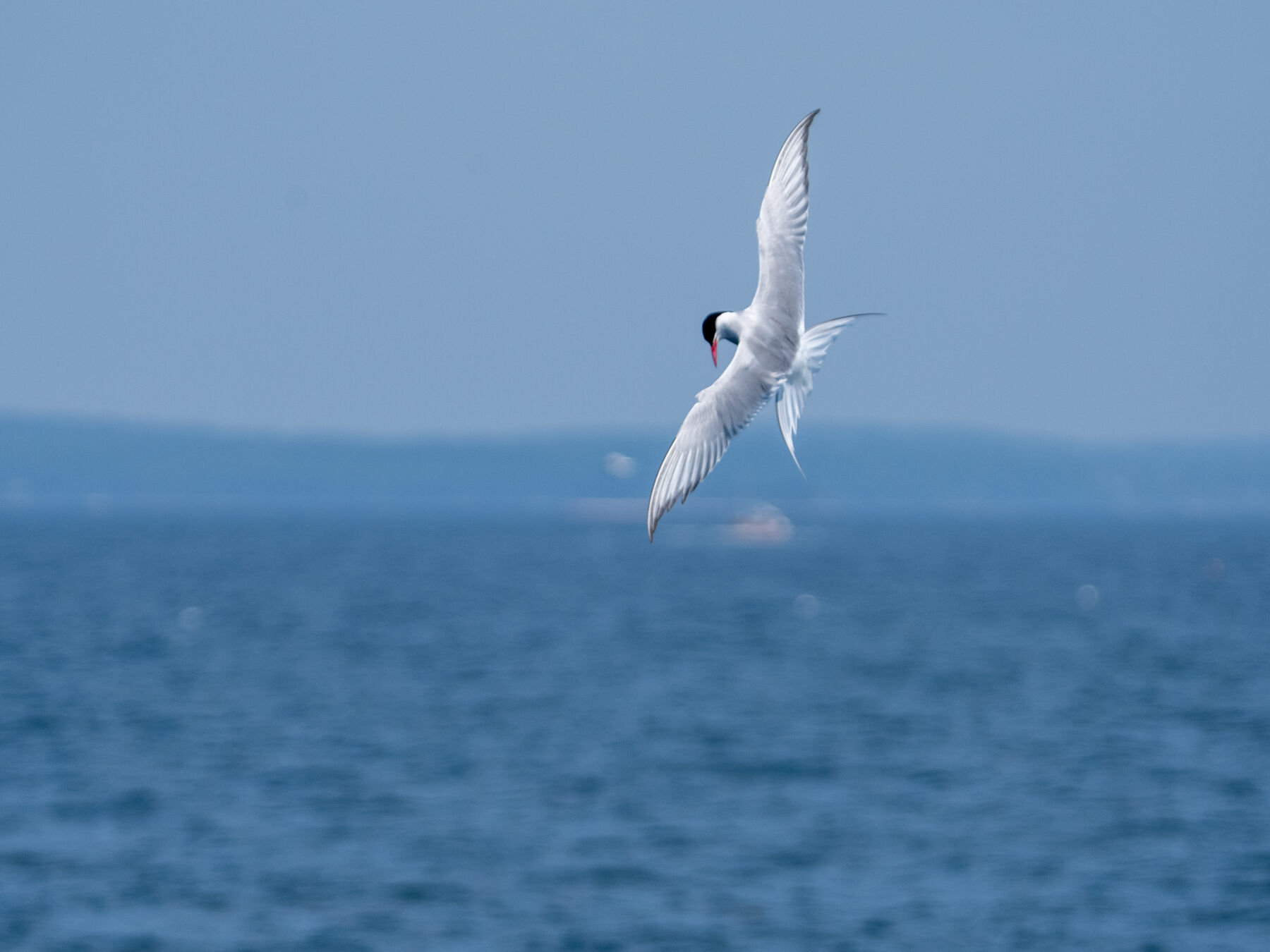 Arctic Tern (Boothbay Harbor, ME)