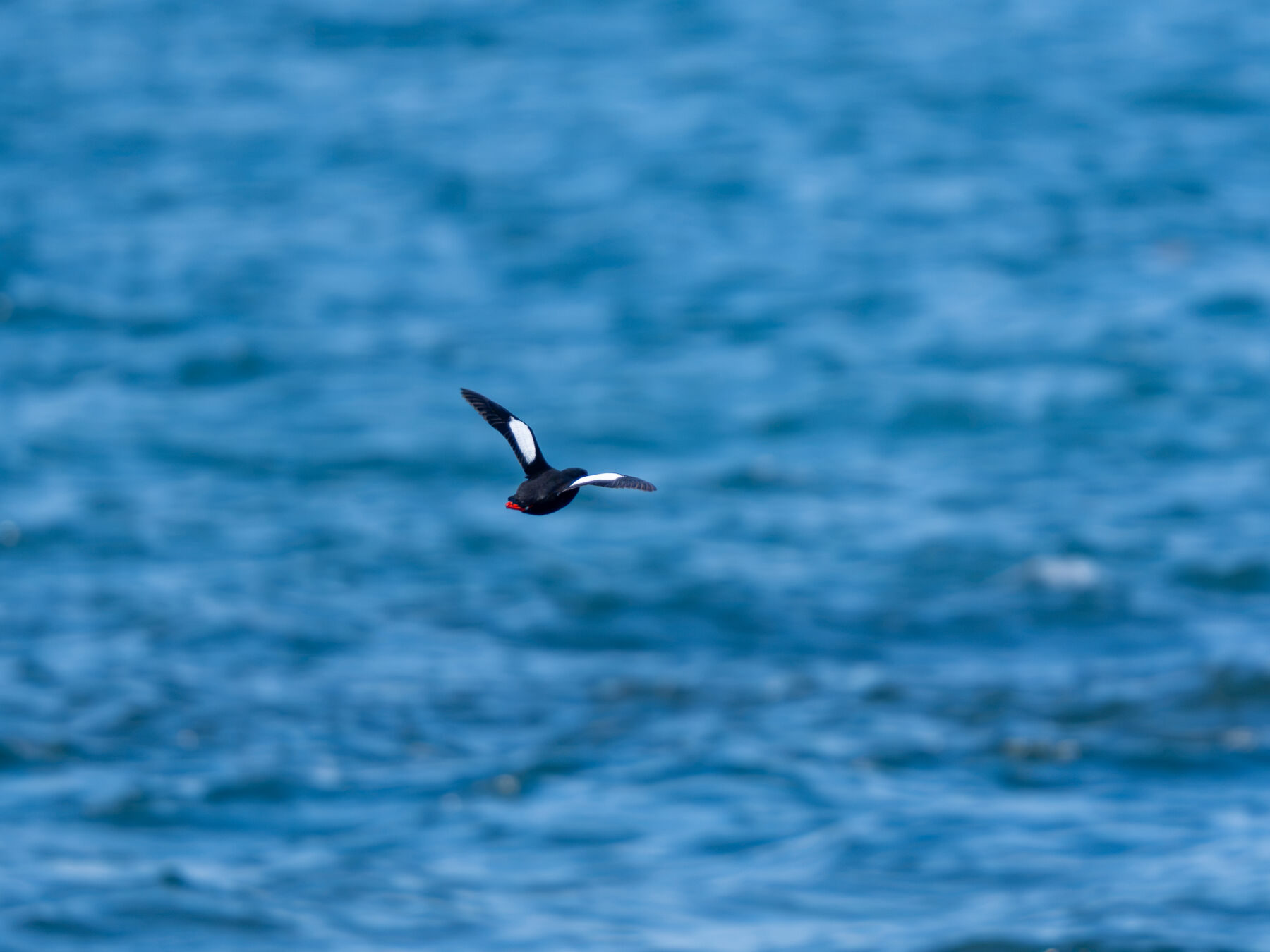 Black Guillemot (Boothbay Harbor, ME)