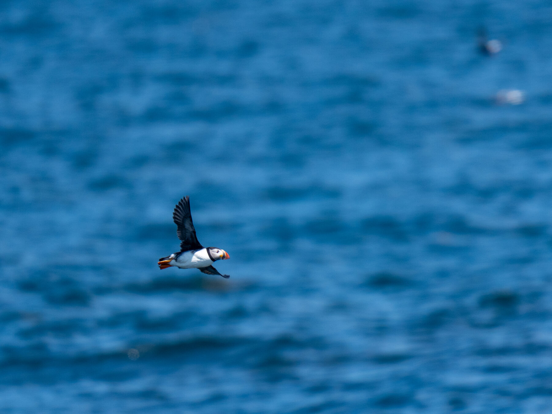 Atlantic Puffin (Boothbay Harbor, ME)